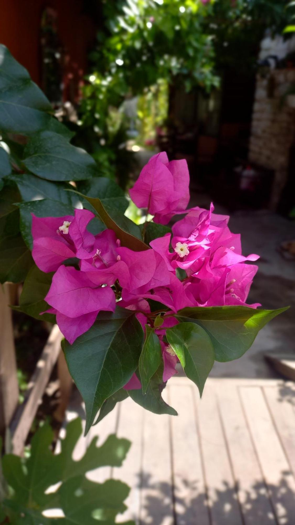 Demeter Rose Stonehouse Pansion Antália Exterior foto